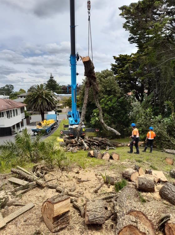 Large tree removal using crane