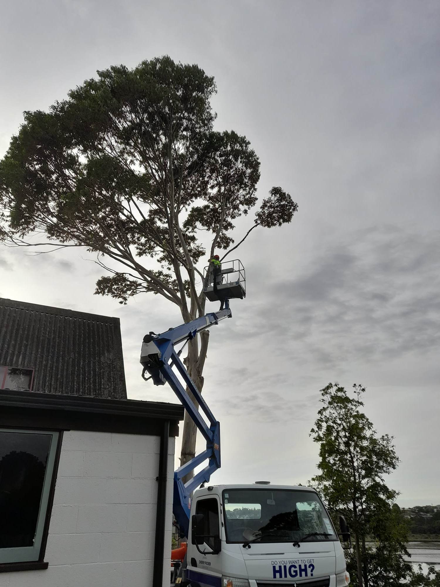 Tree removal using cherry picker 1